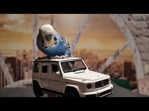 Видео: @Говорящий Попугай 🦜 Кеша, день любви 💕  #волнистый #попугай #кеша #говорящийпопугай #birds #music