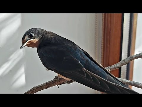 Видео: Как дела у ласточки Зазы