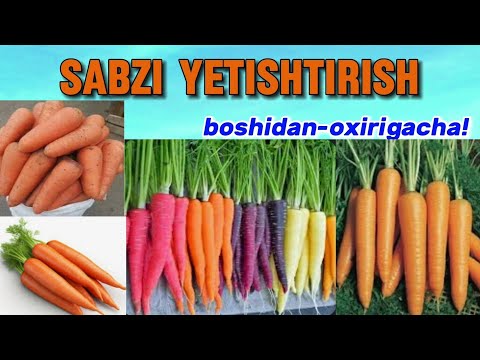 Видео: SABZI YETISHTIRISH. Boshidan-oxirigacha! САБЗИ ЕТИШТИРИШ.