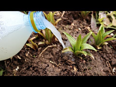 Видео: Подкормите этим лилии в апреле мае и цветение будет божественным!