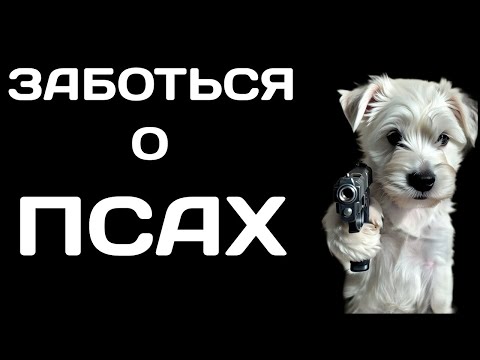 Видео: ZLVH хэнки с псом канала