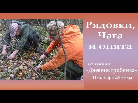 Видео: Рядовки, Чага и опята. Дневник грибника 11 октября 2018 года.