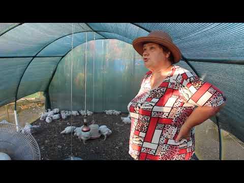 Видео: КУРЫ РАСТУТ КАК НА ДРОЖЖАХ! МОЙ ПОДХОД К ВЫРАЩИВАНИЮ. 07.06.19