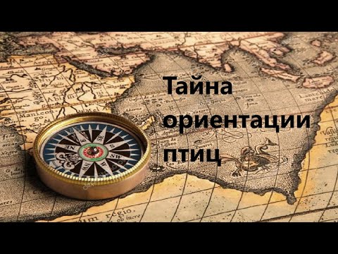 Видео: Тайна ориентации птиц