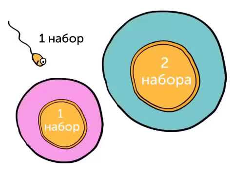 Видео: Генетика 101, 3 бөлүм сиздин гениңиз кандай пайда болот