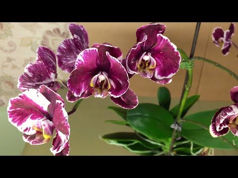 Видео: ОРХИДЕЯ ОБОРОТЕНЬ которая удивила в 2018 году