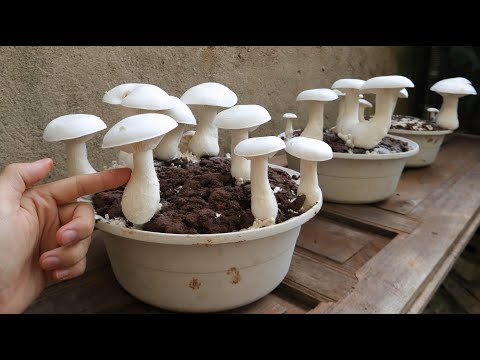 Видео: Невероятно — вот как вырастить грибы в миске дома