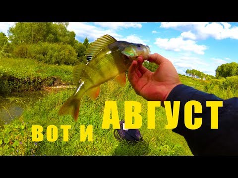 Видео: Ловля ОКУНЯ и ЩУКИ на спиннинг в АВГУСТЕ