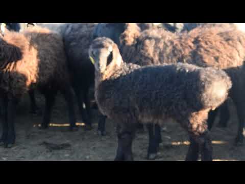 Видео: Едильбаевские ягнята. Северный Казахстан 87776796666