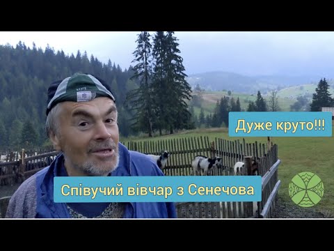 Видео: Овеча і козяча ферма у Сенечові.
