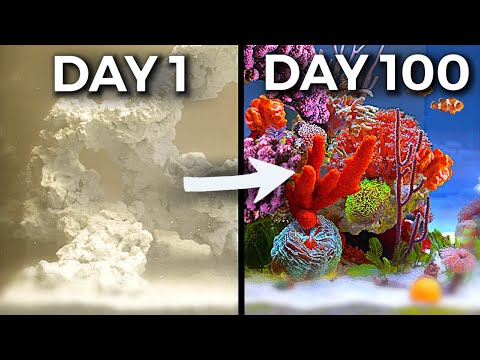 Видео: Симуляция рифа 100 ДНЕЙ подряд!