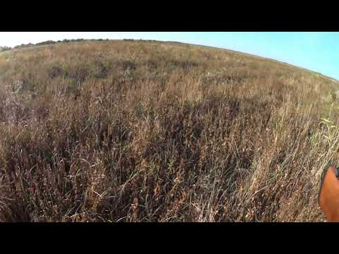 Видео: Открытие охоты на фазана в Ростовской области 2023г.