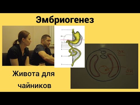 Видео: Эмбриогенез живота для чайников