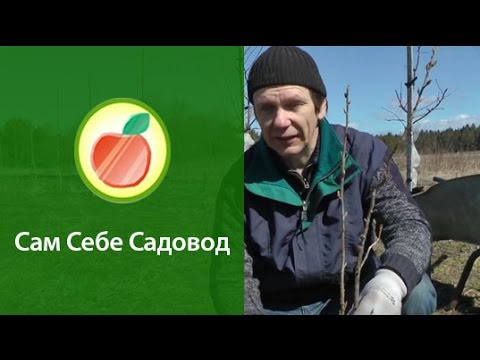 Видео: Как посадить смородину