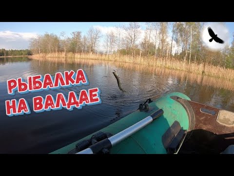 Видео: РЫБАЛКА НА ВАЛДАЕ!!! СПАС ОКУНЯ ИЗ ПАСТИ ЩУКИ!!!