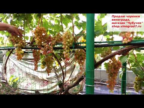 Видео: КИШМИШ ЛУЧИСТЫЙ - классика кишмишей, все мы начинали с его вкусных мускатных ягод....