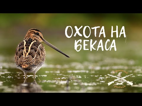 Видео: Fabarm L4S. Спортивнейшая из охот. Бекасование. (Охотничий дневник #12)