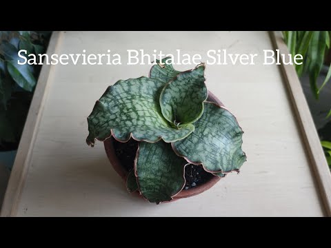Видео: Сансевиерия Silver Blue. Kirkii или Bhitalae? Особенности сорта/пересадка