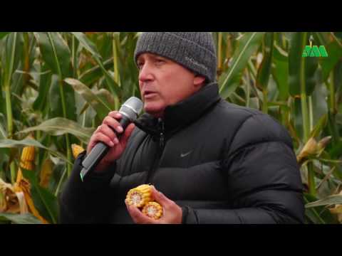 Видео: Все что нужно знать о кукурузе!