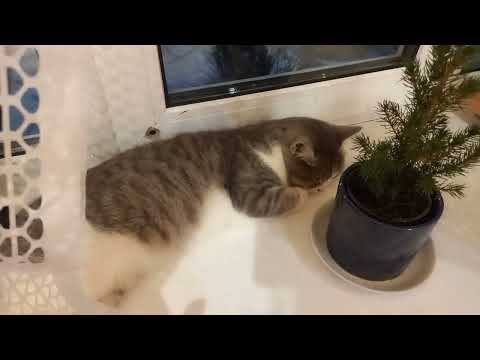 Видео: покупки из интернет магазина Вайлдберриз ❄️🛍️