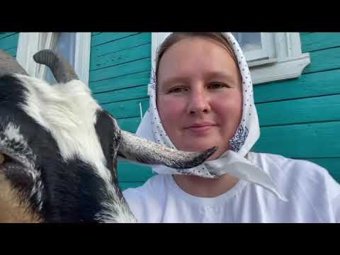 Видео: Как выбрать дойную козу и снизить цену!