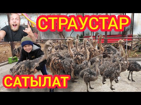 Видео: 3 Айлык ТӨӨ-КУШТАР САТЫЛАТ / Канча эт берет? Көрүңүз