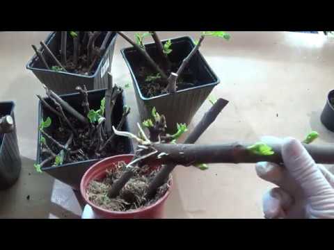 Видео: ИНЖИР (Fícus cárica, Fig tree). Размножение черенком. Укоренение.#инжир