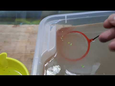 Видео: Гуппи ПИТАНИЕ НОЧЬЮ для малька