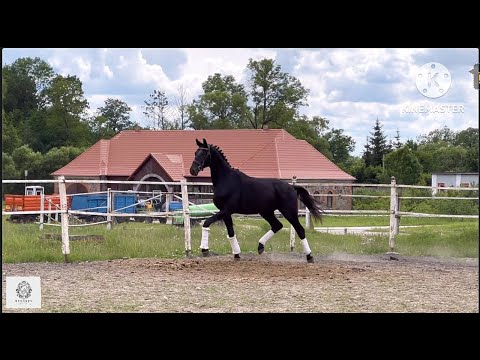 Видео: Жеребец ХОРОВОД WD, 2022 г.р. #жеребятаотHochmeister