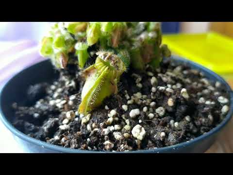 Видео: Размножение Цефалотуса. Пересадка. Cephalotus follicularis.