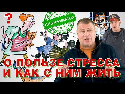Видео: Стресс и поведение в стрессовых ситуациях