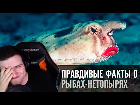 Видео: Hellyeahplay смотрит: Правдивые факты о рыбах-нетопырях (Озвучка Rumble)