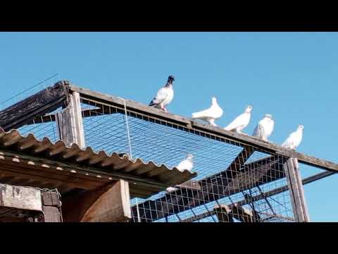 Видео: Будапештские полёт 🪶