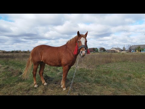 Видео: ЛОШАДИ🐎К БАСТИОНУ ПРИЕХАЛА ПОДРУГА