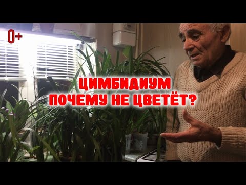 Видео: Орхидеи Цимбидиум: Когда пересаживать и почему не цветет в домашних условиях