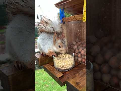 Видео: Мокрый бельчонок пришёл поесть #squirrel #animals #белка #nature #wildlife