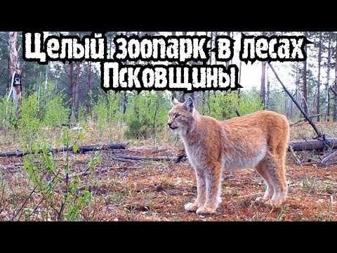 Видео: ✅ДИКАЯ ПРИРОДА ПСКОВСКОЙ ОБЛАСТИ РЫСЬ МЕДВЕДЬ БАРСУКИ ЛОСИ КАБАНЫ