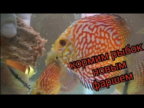 Видео: Работа в выходной. Кормим Дискусов новым фаршем.