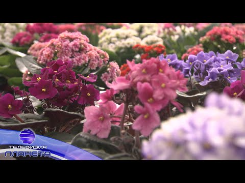 Видео: TRADITSII & NOVATORSTVO - MAGIYATA NA TSVETYATA / Традиции и новаротрство - Магията на цветята, 2020