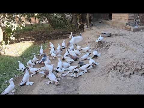 Видео: В гостях у дяде  Базарчика.11.10.2024.г.Туркменабат. 🇹🇲🕊.(Чарджоу).🕊🕊🕊.