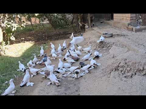 Видео: В гостях у дяде  Базарчика.11.10.2024.г.Туркменабат. 🇹🇲🕊.(Чарджоу).🕊🕊🕊.