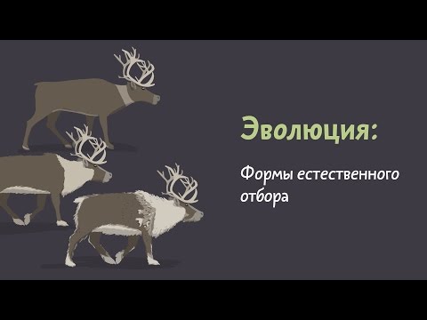 Видео: 5.4 Формы естественного отбора. Естествознание - 10 - 11 класс