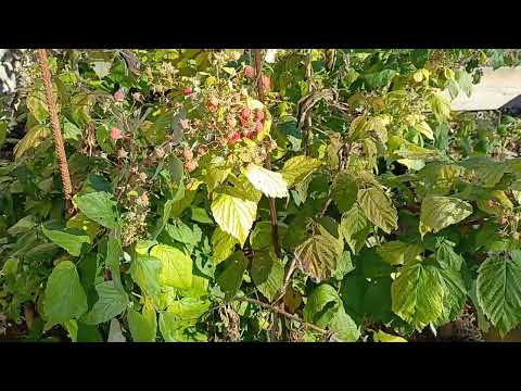 Видео: Как выглядит ремонтантная малина в конце октября. Сорт Полка. 28.10.2025.