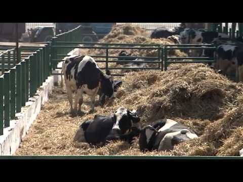 Видео: «Агрономика». Заготовка кормов для КРС (28.09.2016)