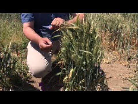 Видео: 73 колоска из одного зерна пшеницы | Встреча с ноутильщиками