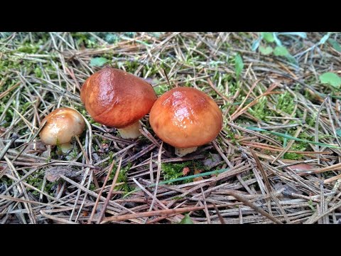 Видео: ТИХАЯ ОХОТА!!! СТОЛЬКО ГРИБОВ Я ЕЩЕ НЕ ВИДЕЛ!!! Весенний сбор грибов