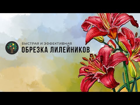 Видео: Лилейники. Быстрая и эффективная обрезка. Садовник.