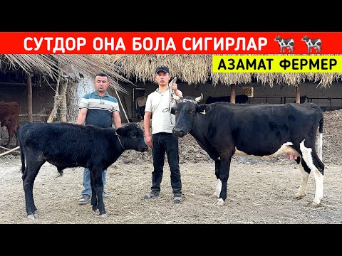 Видео: СУТДОР ОНА БОЛА СИГИРЛАР 🐄🐄 АЗАМАТ ФЕРМЕР ХОРАЗМ БУ́ЙЛАБ ДАСТАВКА !!! ХОРАЗМ БОЗОР 