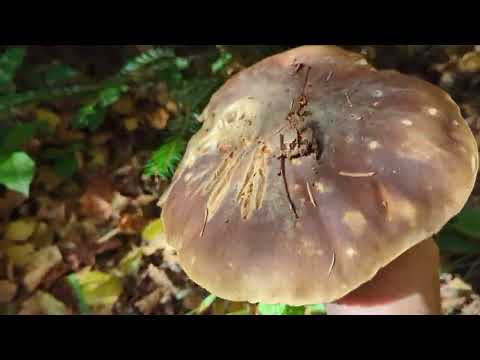 Видео: Білі гриби в Карпатах 26.10.2025@ГрибиКарпатзЮріємВасильовичем