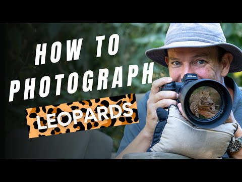 Видео: Как фотографировать леопардов